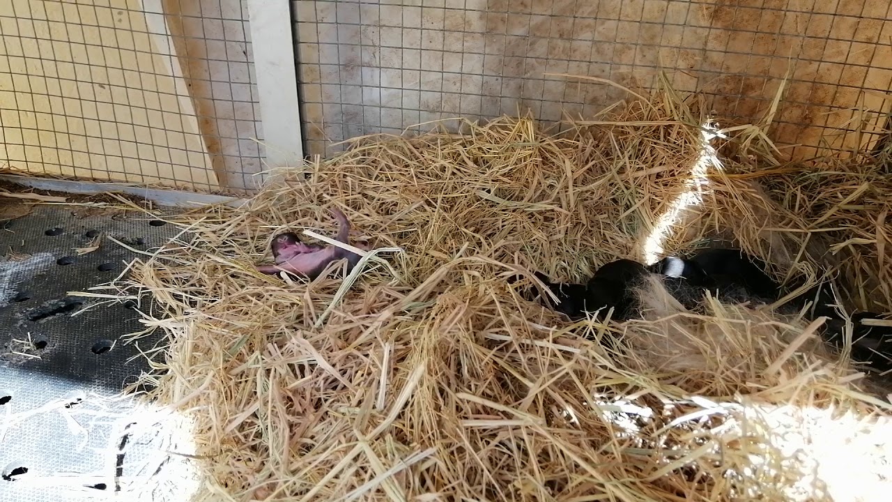 Comment se fait l'allaitement des lapereaux ? YouTube Comment se fait l'allaitement des lapereaux ? YouTube