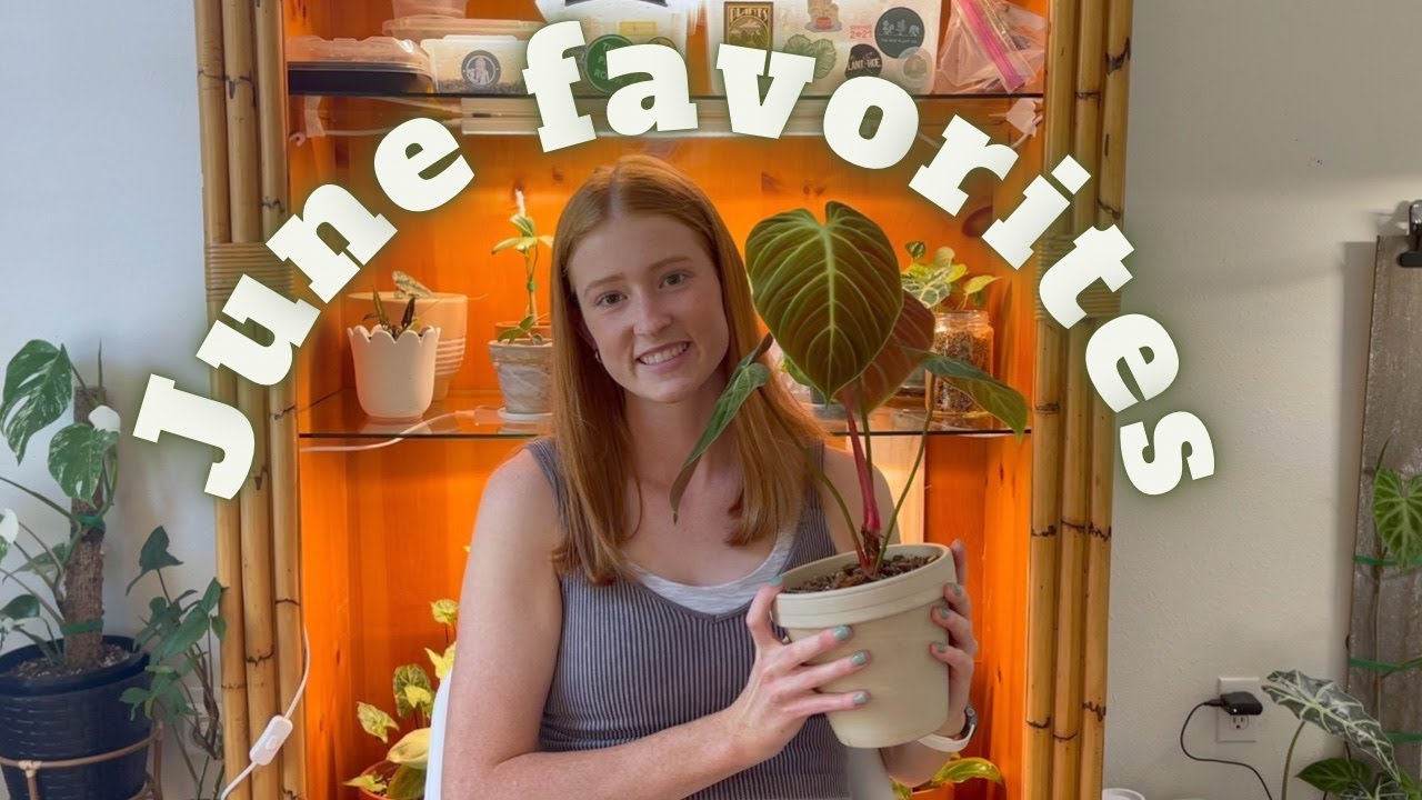 June Favorites | my favorite plants & products this month