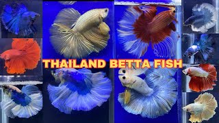 New collection Thailand Imported Bettafish #bettafish #bettafishworld ￼