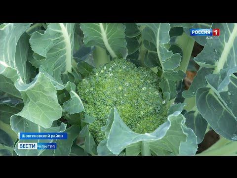 Video: Zmanjšajte Težo Na Brokoliju