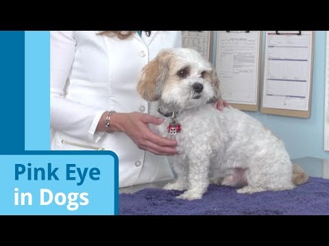 Pink Eye in Dogs