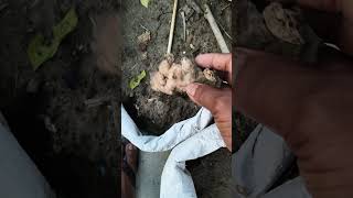 ছাদ বাগানে আদা চাষে বড় ভুল❌GingerPlint#Plint Care#Agriculture update#Ns prakriti#shorts