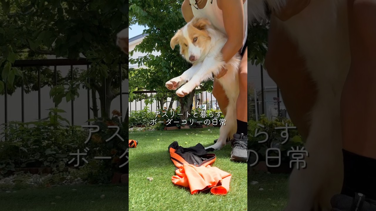 毛むくじゃらはダニが怖い