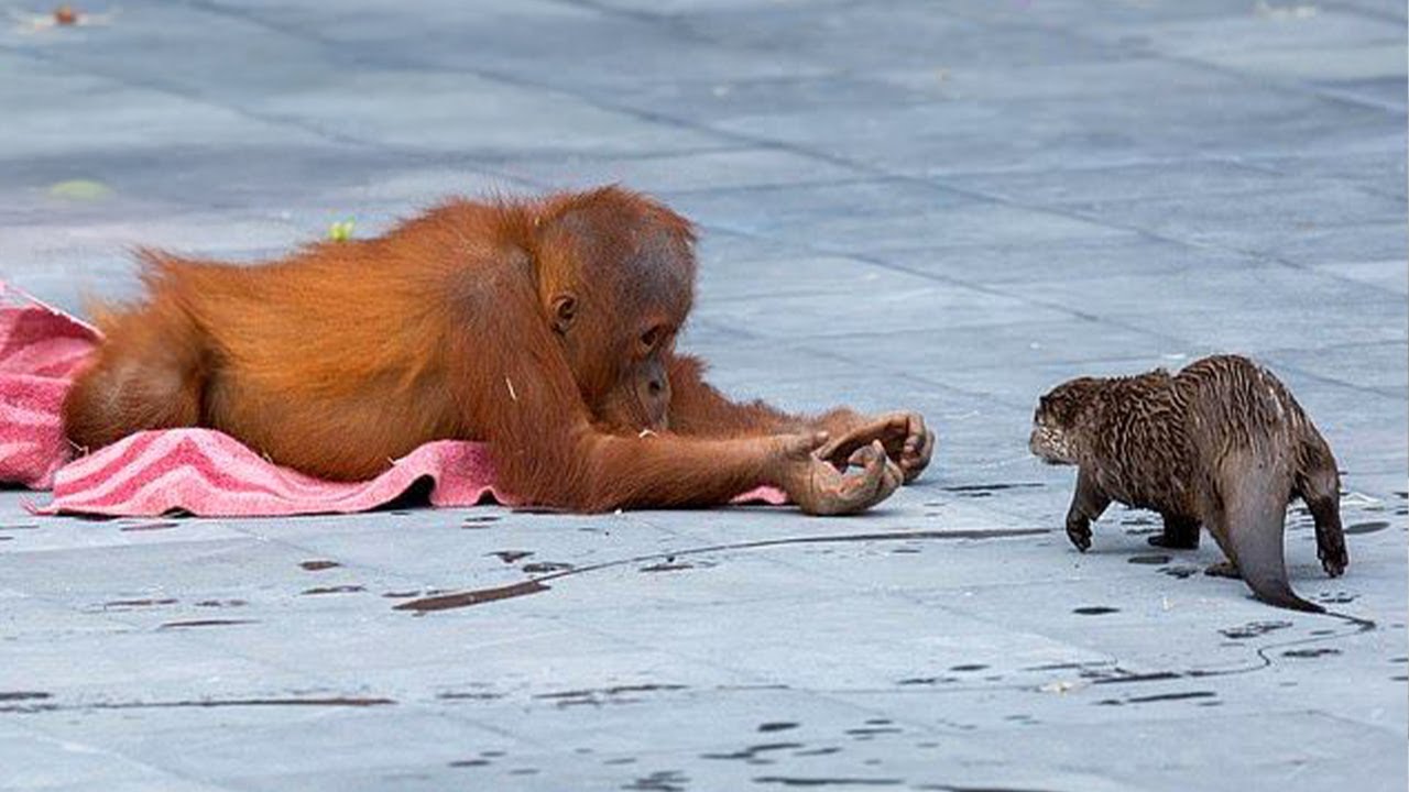 You Will Die Laughing At These FUNNY Animal 🤣 Funniest Animals of Month