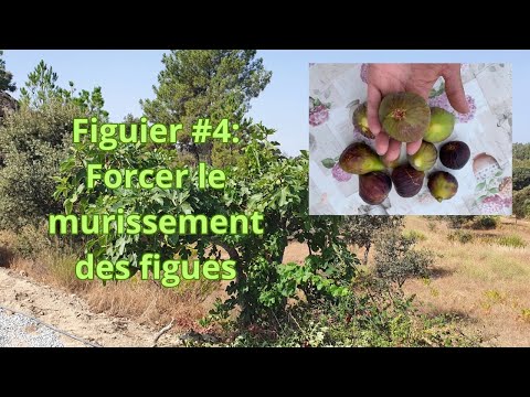 Vídeo: Les figues poden madurar de l'arbre?