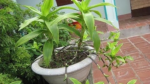 Cây Lược Vàng Và 12 Công Dụng Chữa Bệnh Của Cây Lược Vàng.