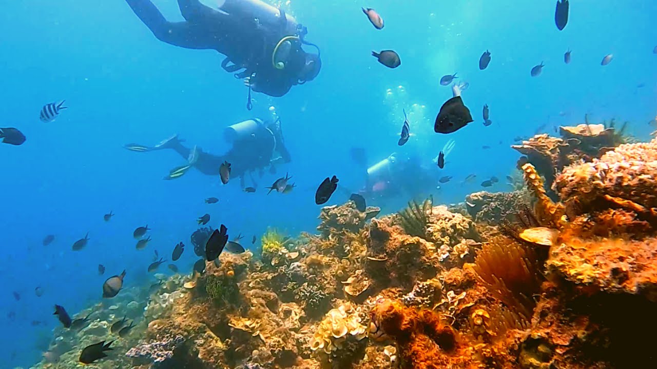 Explore Underneath Of Palawan El Nido Scuba Diving Part 13 YouTube