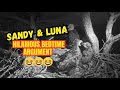 Sandy and Luna had us cracking up with their hilarious bedtime bickering!🤣🤣 Siblings being siblings!
