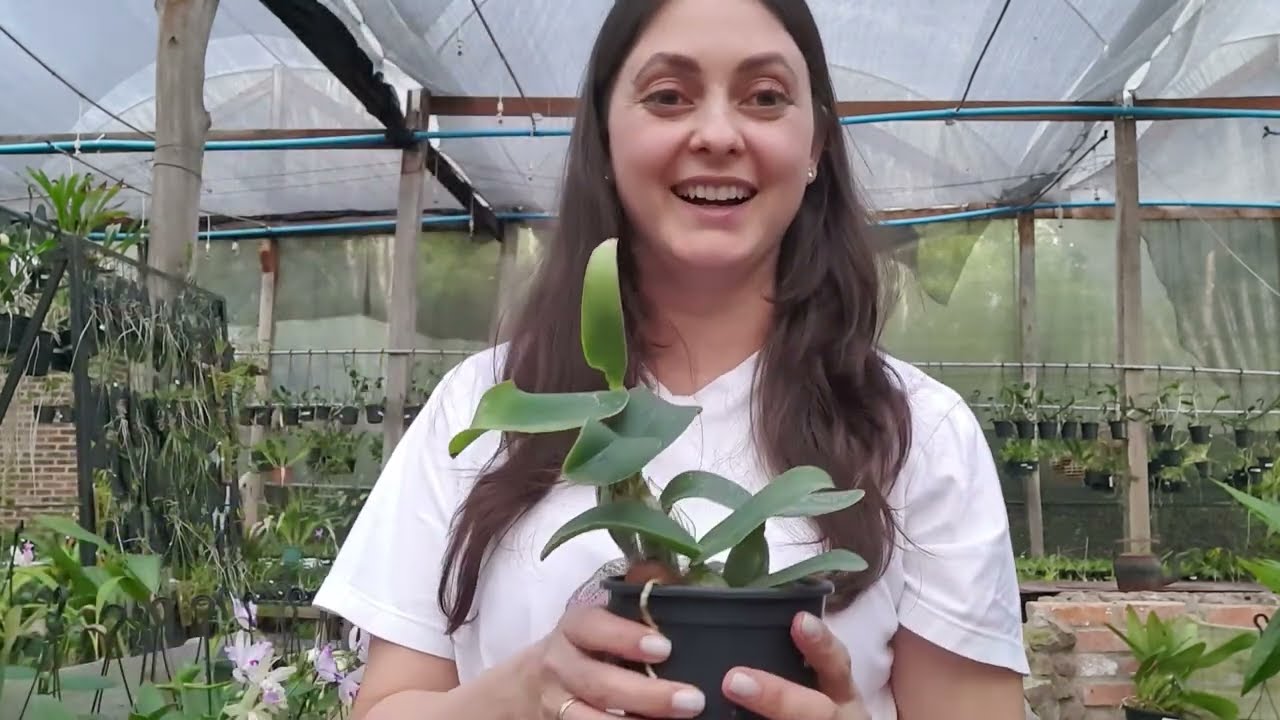 Como Culivar Cattleya nobilior