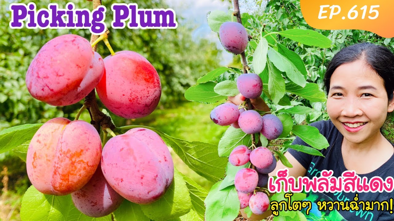 Picking Plum เก็บพลัมสีแดง ลูกโตๆ หวานฉ่ำมาก EP.615 (Eng/Sub)/กินไปเยอะมาก ร่วงทิ้งก็เสียดาย