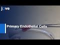 Primary Endothelial Cells Isolation and Culturing from Canine | Protocol Preview