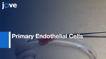 Primary Endothelial Cells Isolation and Culturing from Canine | Protocol Preview