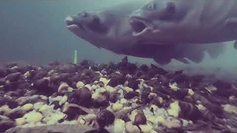 CÁCH LÀM MỒI XẢ Ổ CÂU LỤC | Cách canh phao câu cá trắm cá chép cho hợp lý nè mọi người ơi