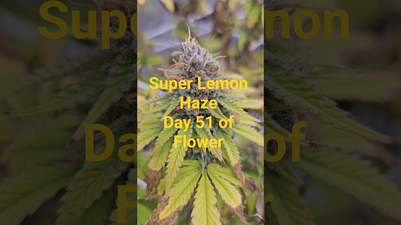 Super Lemon Haze by Greenhouse Seeds. Day 51 of Flower