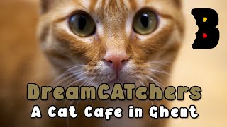 DreamCATchers: A Paw-some Cat Cafe in Ghent! // Bite Sized Belgium