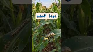 أخطر آفة بتدمر الذرة في أيام! اعرف دودة الحشد الخريفية قبل فوات الأوان 🌽🔥