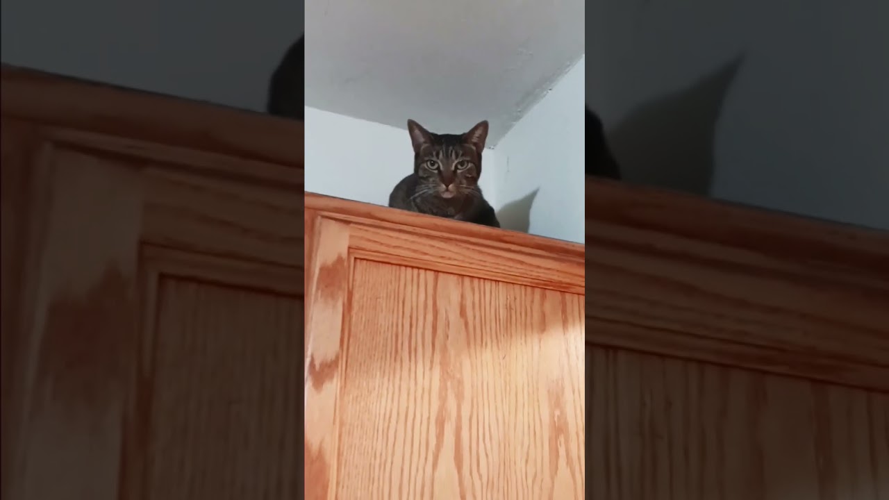 MY CAT IS THE PURRSONAL SUPERVISOR 😹 HUMOR 