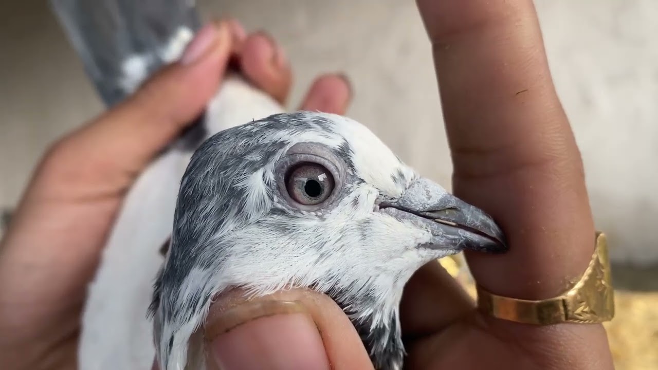 Border Line Wale Kabutar for sale 15 pices    Delivery all over India Available 