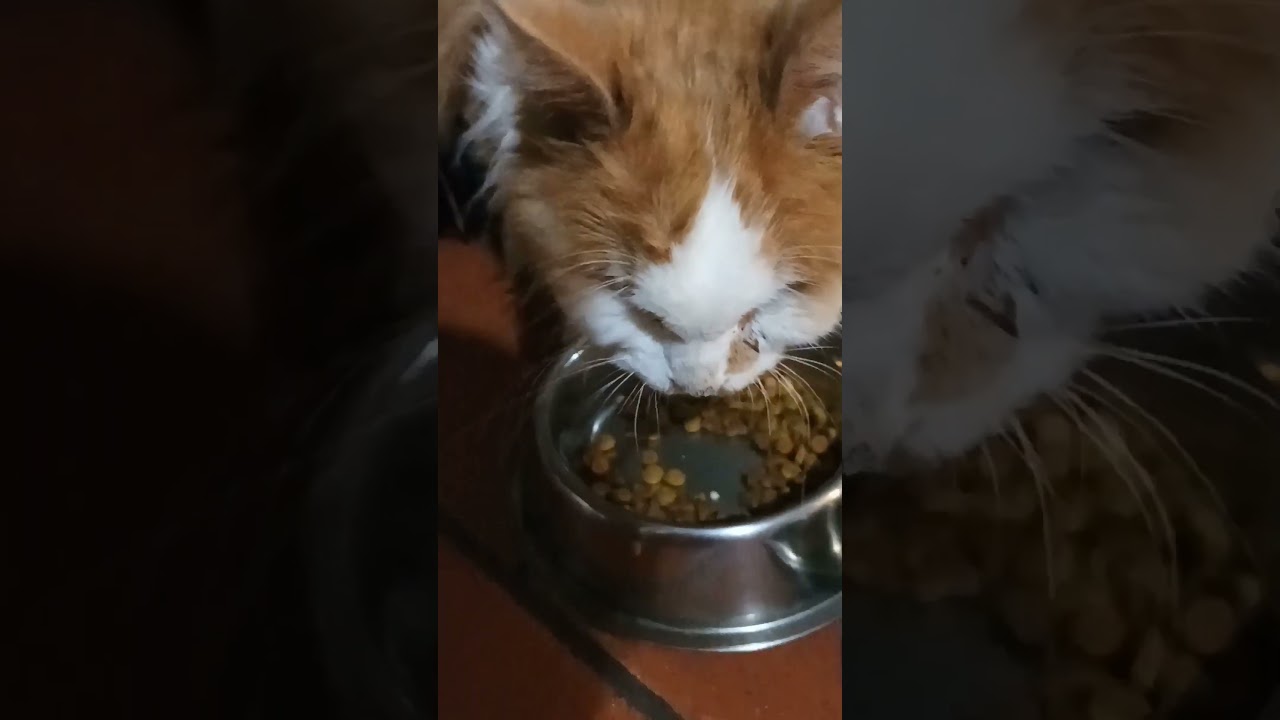 #catshealth  Nini tesoro❤️