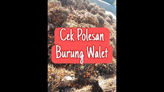 Cek Polesan Burung Walet