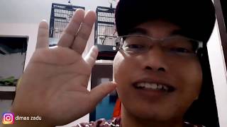 Download Lagu MUDAH BEDAKAN SUARA BLACKTHROAT BETINA, JANTAN ANAKAN, JANTAN DEWASA MP3