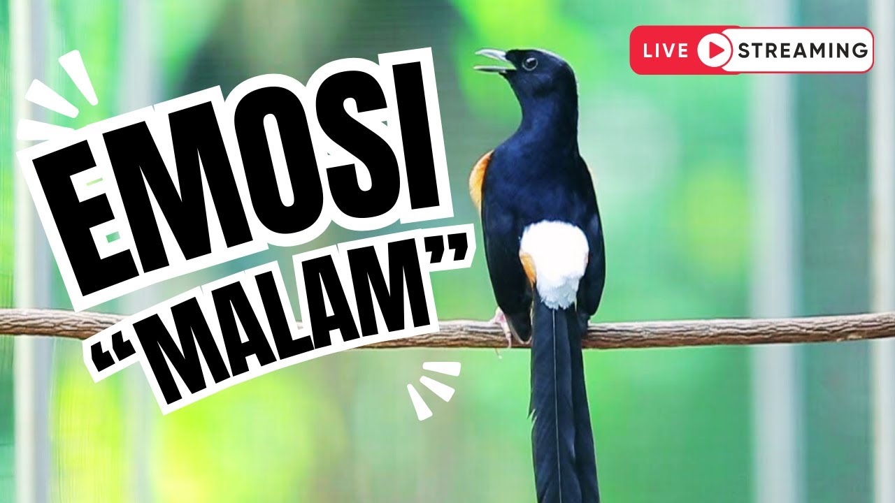 Pancingan Malam Hari Murai Gacor Loss 2026