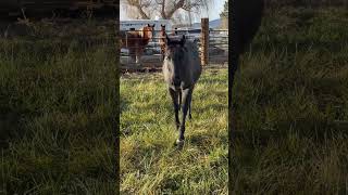 My buddy Scout #horse #babyhorse #buddy #colt