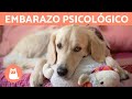 Embarazo psicológico en perros - Síntomas y tratamiento