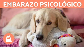 ¿Por qué mi perro es tan pegajoso? ¿Estoy embarazada?