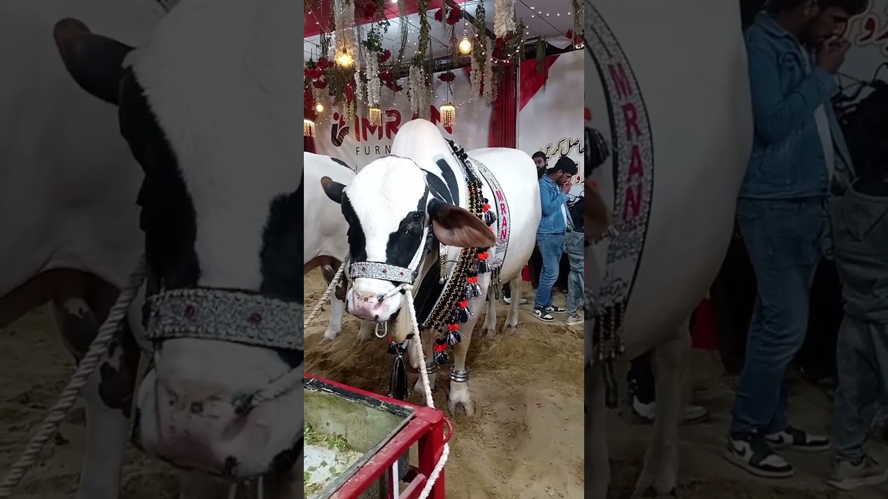 New Dalfa Cattle Show Video 2025 