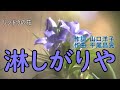 と子さんが歌う「淋しがりや」梓みちよ