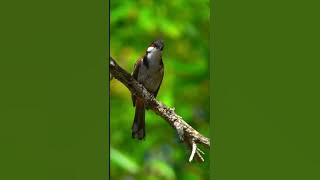 Red Whiskered Bulbul Call | Bird Call | Bird Sound Ringtone | Bird Chirping