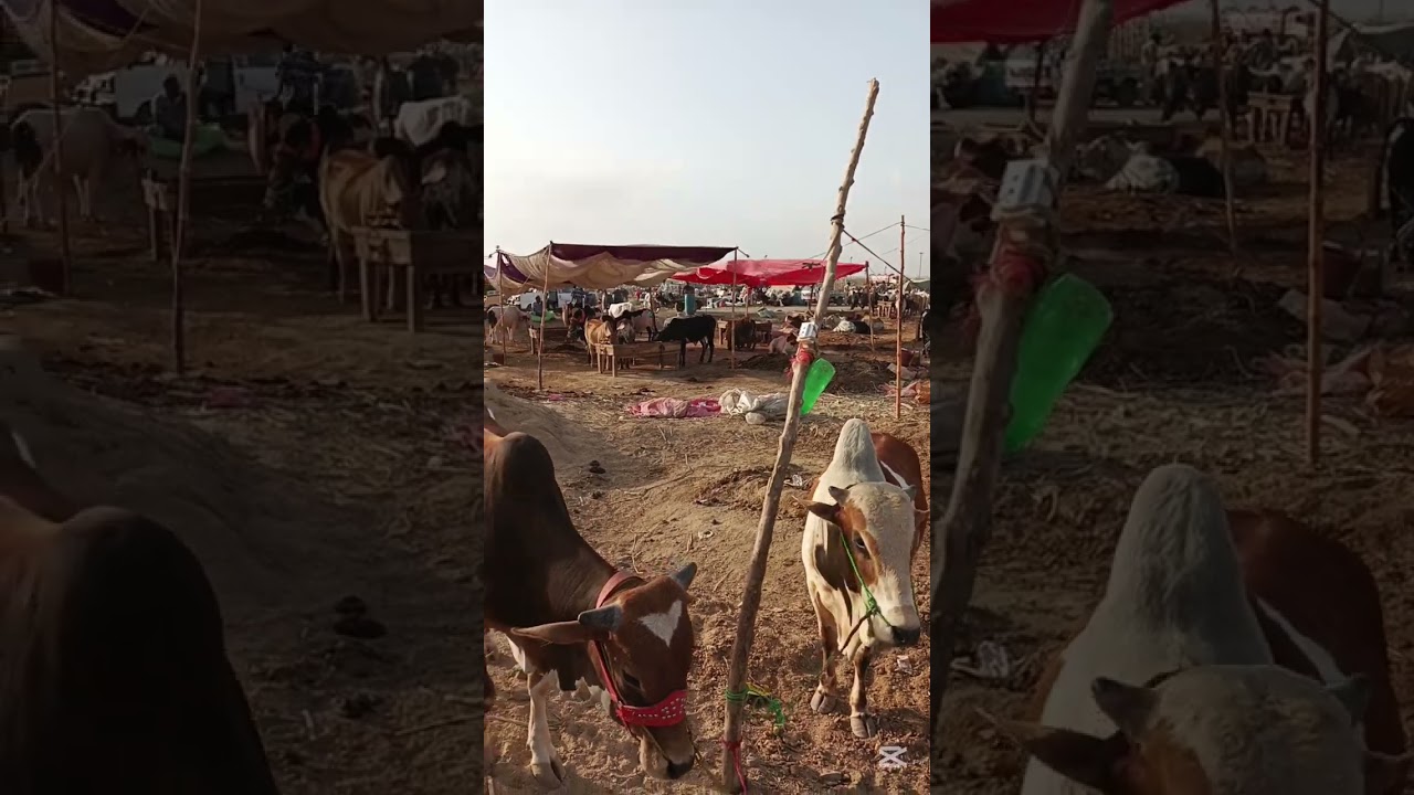 last day of Northern bypass mandi 