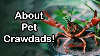 Easy and Fun Pet: The Crawdad! (crayfish)