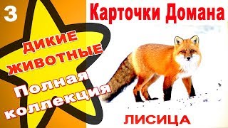 Карточки Домана Дикие животные часть 3