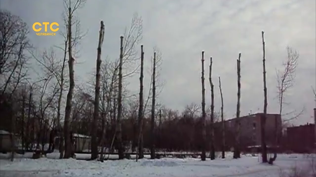 Деревья Челябинска Фото