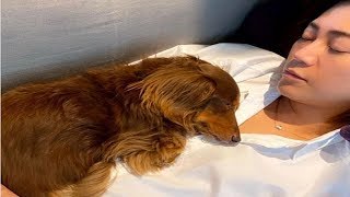 氷川きよし 氷川も愛犬もかわいすぎる Youtube