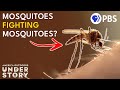 Mosquitoes and Their Impact on Kauai