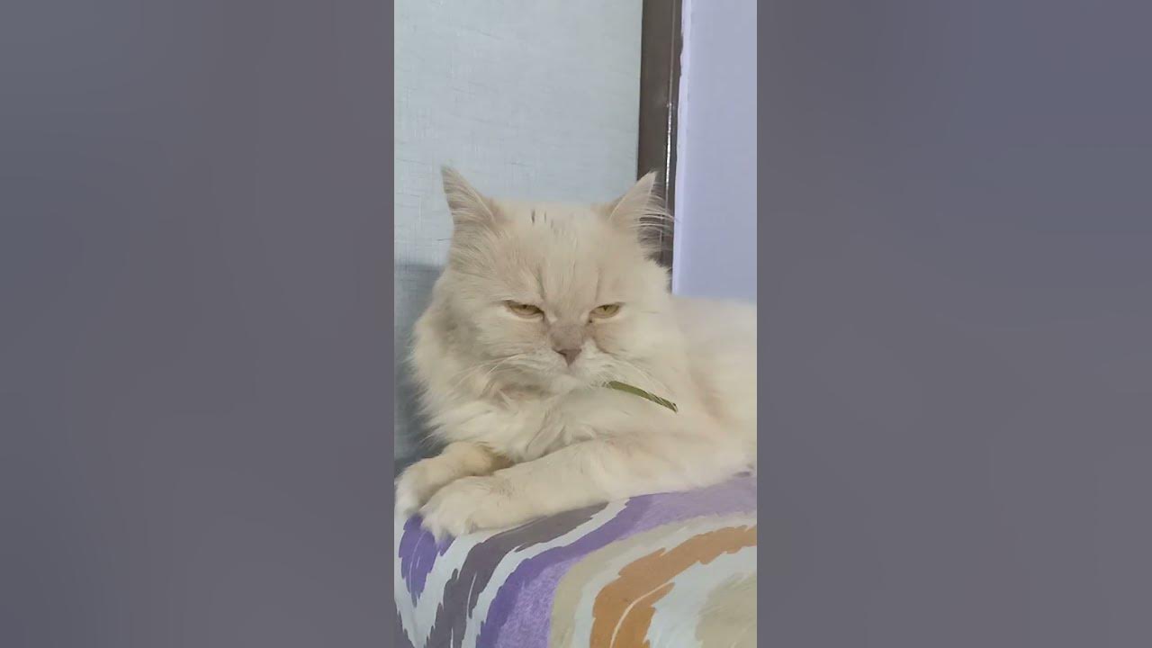 i-am-so-sleeping-cutecat-youtubeshorts-youtubeshortsvideos-youtube