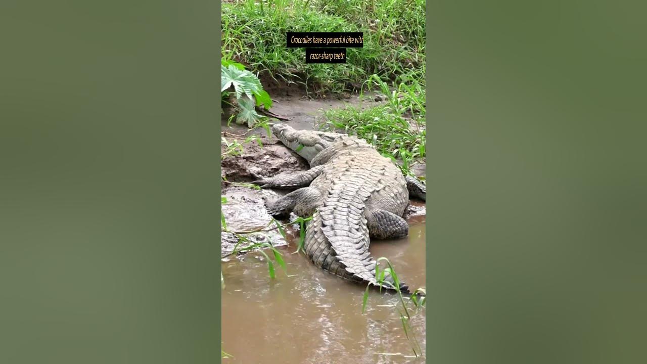 How Long Can Crocodiles Stay Underwater? #shorts #crocodiles #