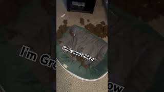 I Left My Puppy Alone for ONE Shower… 😂🐶💀 #puppy #puppylife #funny #shorts #puppyvideos