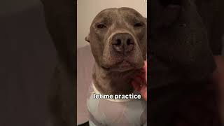 Convincing ?? #viral #explore #subscribe #fypシ #goodboy #happy #lol #dog #people #reels