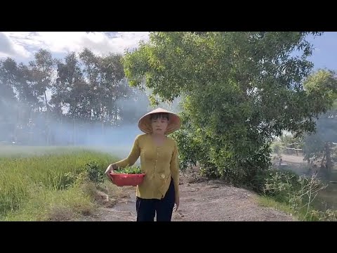 Rau trai cây thài lài công dụng quý cho mùa dịch...