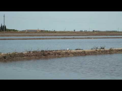 Vídeo: Els quironòmids estan als rius?