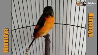 Pancingan Mantenan Himalaya Gacor