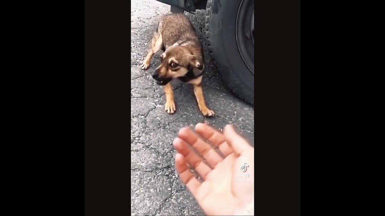 Бедная Собака 😭 - YouTube