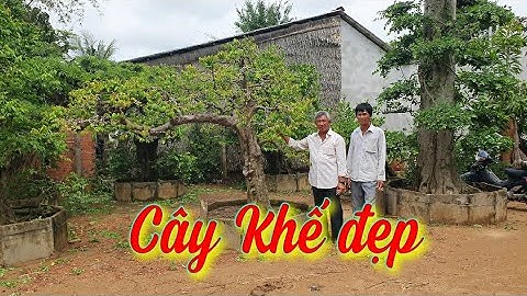 SH.4910. Giao lưu nhiều cây Khế đẹp tại vườn cảnh ông Việt Trương huyện Trà Cú Trà Vinh