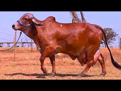 LOTE 05   MARGARITA FIV CAL