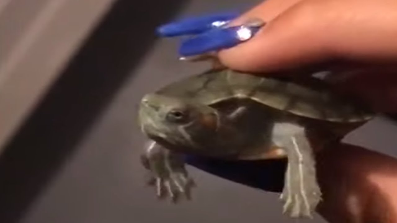 videos for cats Baby turtle makes epic escape during photoshoot