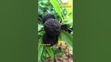 Buah-buahan Eksotik Asal Eropa